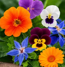 Fleurs comestibles : capucine, pensée, bourrache, souci