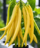 Haricots beurre prêts à cueillir