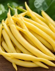 Récolte de haricots beurre