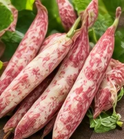 Gousses de borlotti mûres