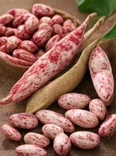 Grains de borlotti écossés
