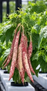 Haricots borlotti panachés