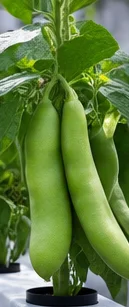 Fèves sur le plant