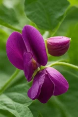Fleur violette de légumineuse