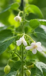 Fleurs blanches de haricot