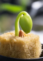 Graine germée sur un cube