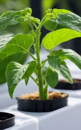 Jeune plant de haricot en hydroponie