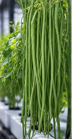 Haricots kilomètre