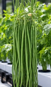 Haricots kilomètre, gousses très longues