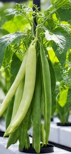 Haricots plats mangetout