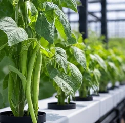 Haricots nains chargés de gousses en hydroponie