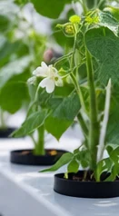 Plant de haricot en fleurs
