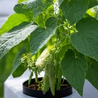 Plant de haricot nain en hydroponie