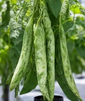Haricots à gousses tachetées
