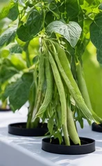 Haricots grimpants palissés
