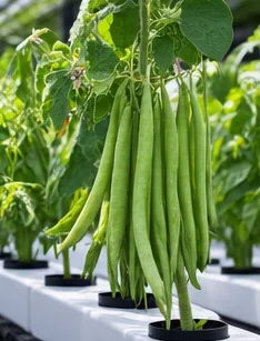 Haricots à rames chargés de gousses