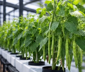 Rangs de haricots palissés en hydroponie