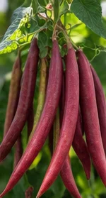 Haricots à gousses rouges sains