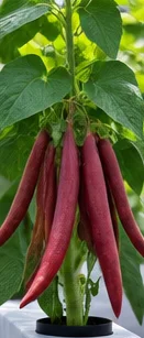 Haricots à gousses rouges