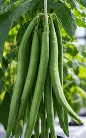 Haricots verts bien remplis