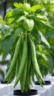 Haricots verts sur le plant