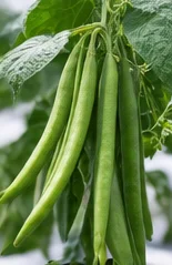 Haricots verts au stade de cueillette