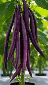 Haricots violets bien formés