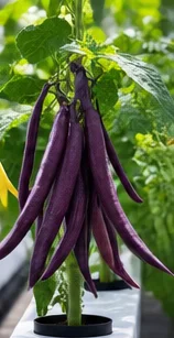 Haricots violets