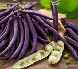 Haricots violets récoltés