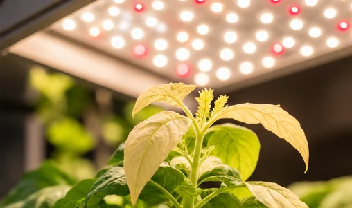 Jeune plant aux feuilles du sommet décolorées sous un panneau LED trop proche