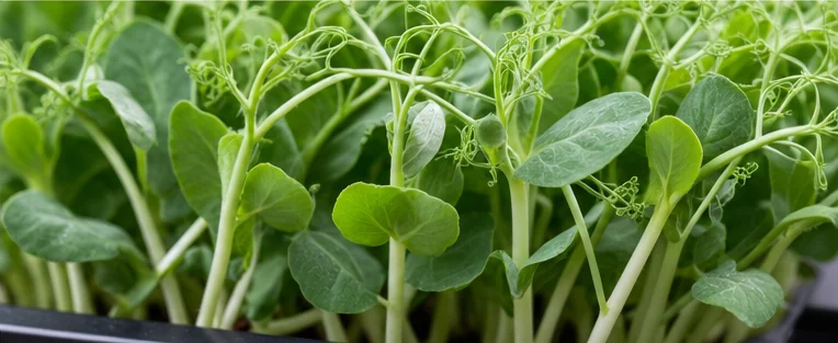 Pousses de pois vert tendre avec leurs vrilles