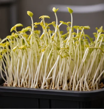 Micro-pousses longues, pâles et jaunes par manque de lumière