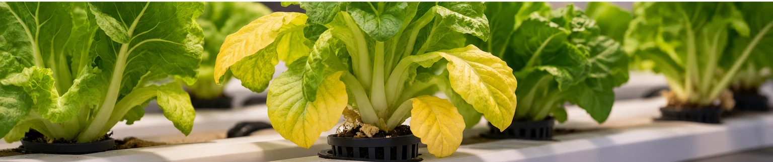 Rangée de salades en hydroponie : une salade aux feuilles du bas jaunes au milieu de salades vertes
