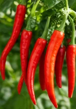 Piments de Cayenne rouges, longs et fins