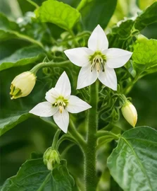 Fleurs blanches de poivron
