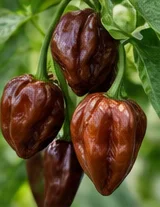 Habaneros chocolat