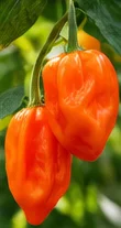 Habaneros orange