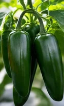Jalapeños verts