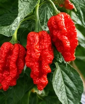 Piments rouges très ridés, type Carolina Reaper