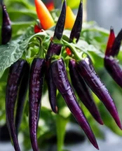 Piments violets longs et fins