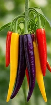 Piments jaunes, violets et rouges sur le même plant