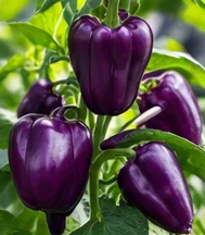 Poivrons violets