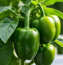 Poivrons verts sur le plant