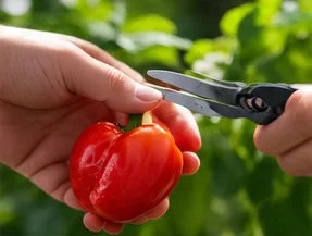 Récolte d’un poivron rouge au sécateur