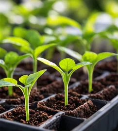 Jeunes plants de piment en plaque de semis