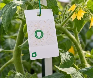 Cartonnette d’Encarsia accrochée à un plant de tomate
