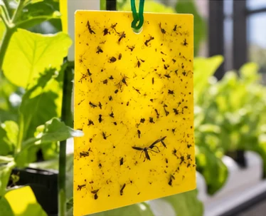 Piège collant jaune couvert de petits insectes, suspendu près des plants