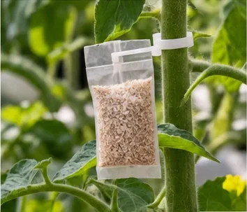 Sachet d’acariens prédateurs accroché à une tige de tomate