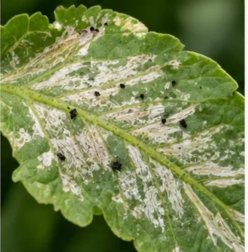 Feuille marquée de traînées argentées et de points noirs de thrips