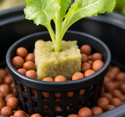 Jeune salade dans son cube de laine de roche, calée par des billes d’argile dans un panier